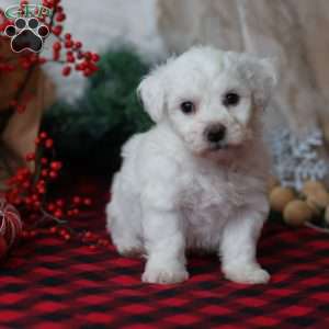 Toby, Bichon Frise Puppy